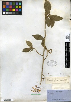 Bernardia jacquiniana image