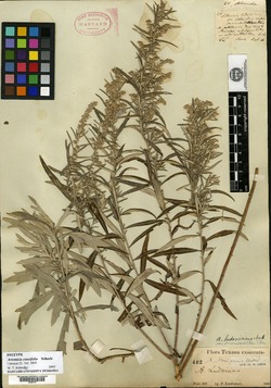 Artemisia cuneifolia image