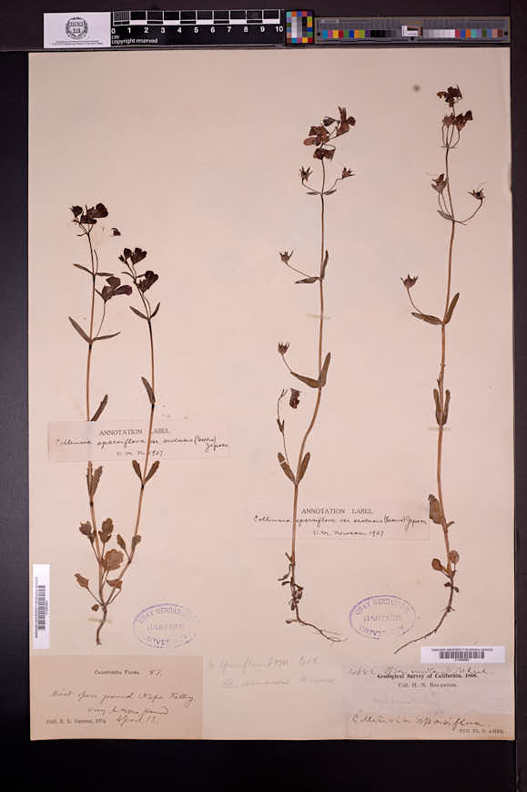 Collinsia sparsiflora var. arvensis image
