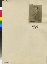 Odontoglossum bicolor image