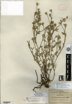 Stylosanthes macrocarpa image
