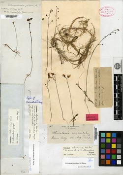 Utricularia occidentalis image