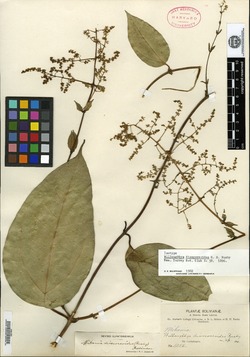 Willoughbya dioscoreoides image