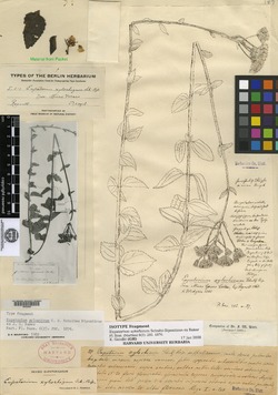 Chromolaena xylorhiza image