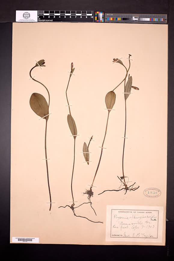 Pogonia ophioglossoides image