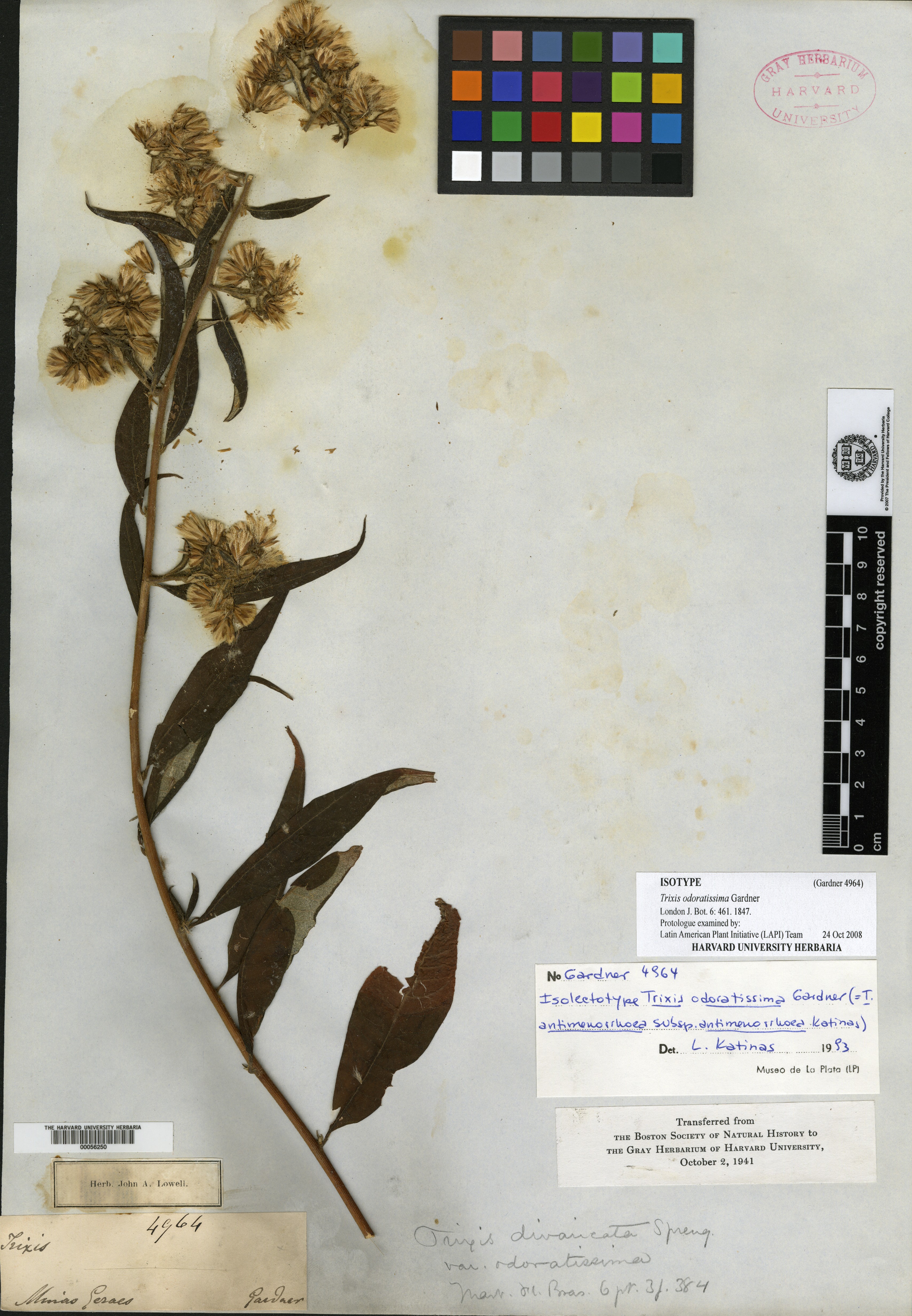 Trixis divaricata subsp. divaricata image