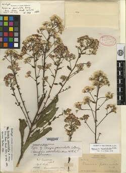 Perezia paniculata image