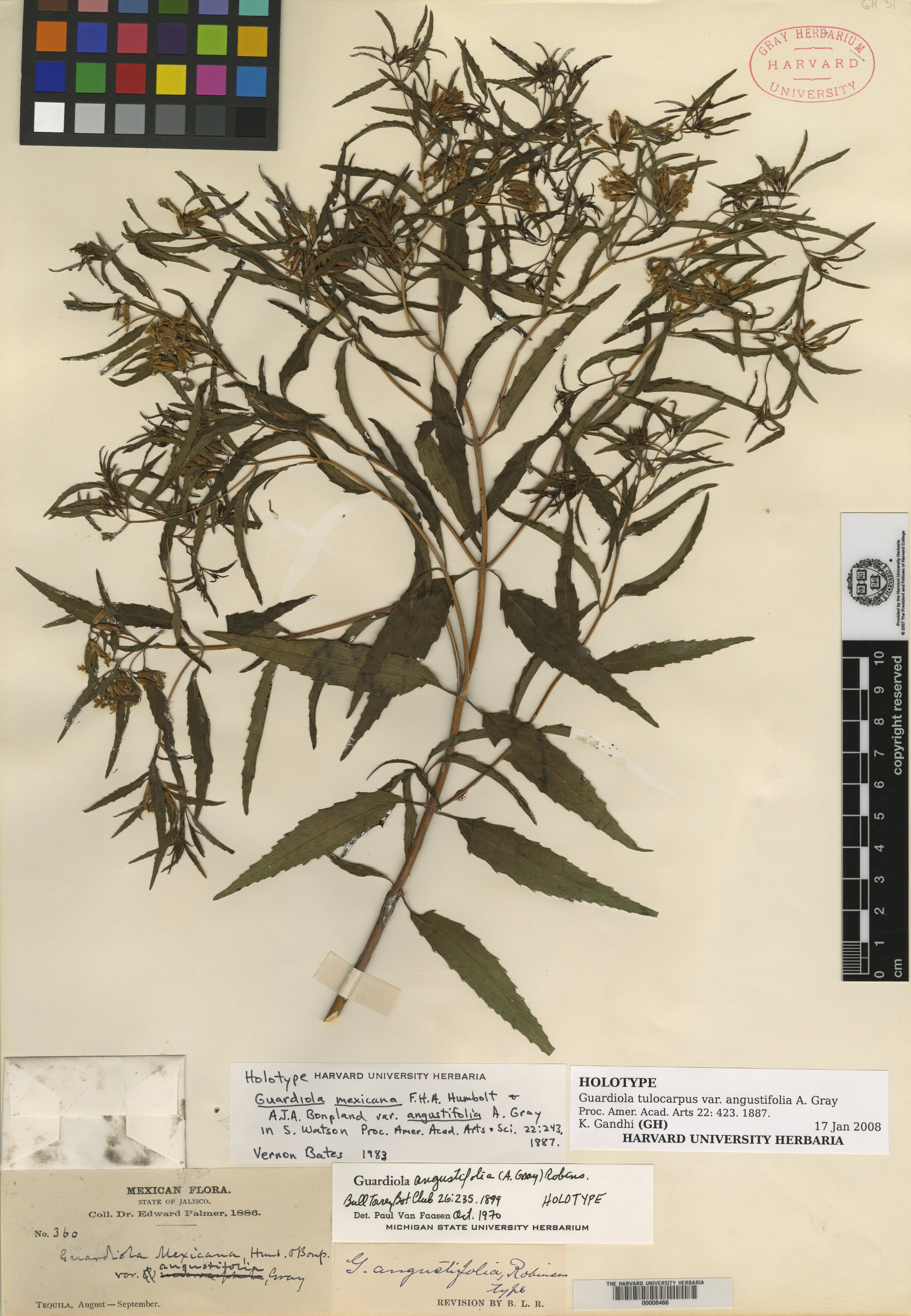 Guardiola mexicana var. angustifolia image