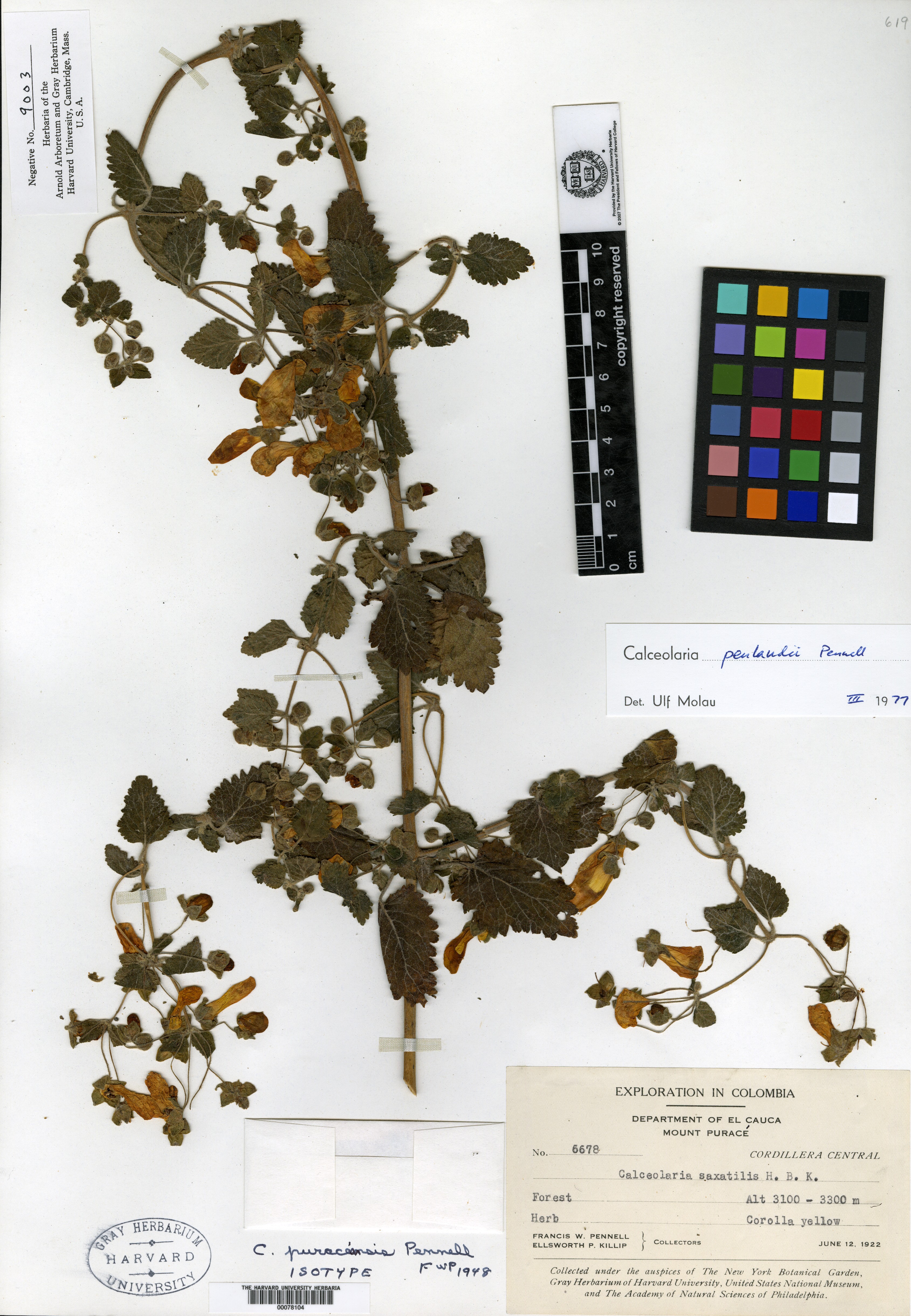 Calceolaria penlandii subsp. puraceensis image