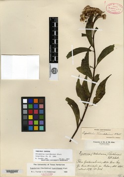 Eupatorium tuerckheimii image