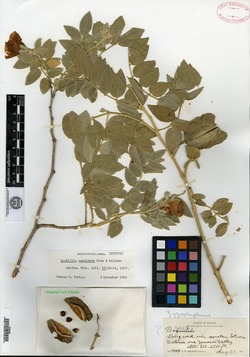 Morkillia acuminata image
