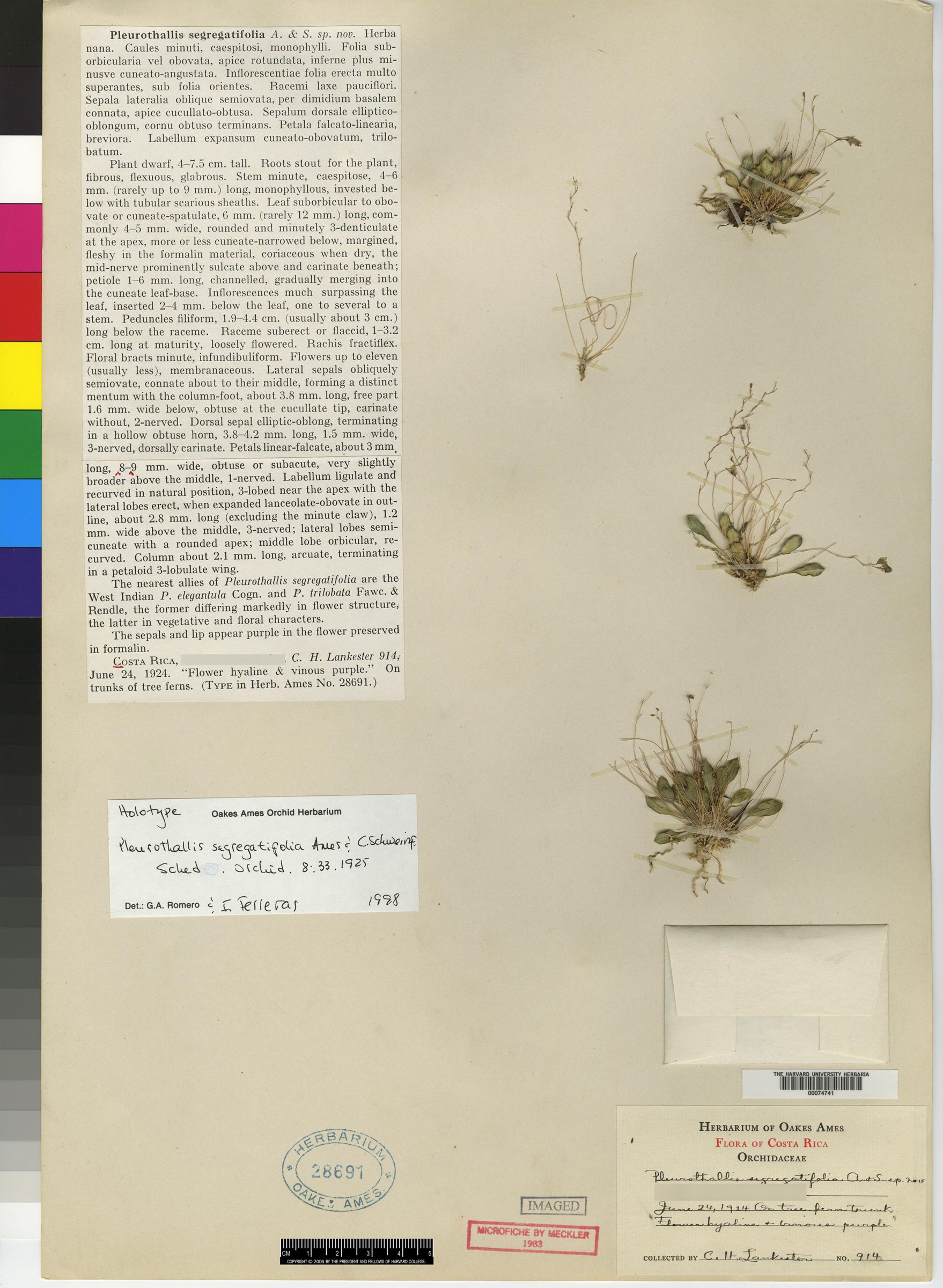 Pleurothallis segregatifolia image