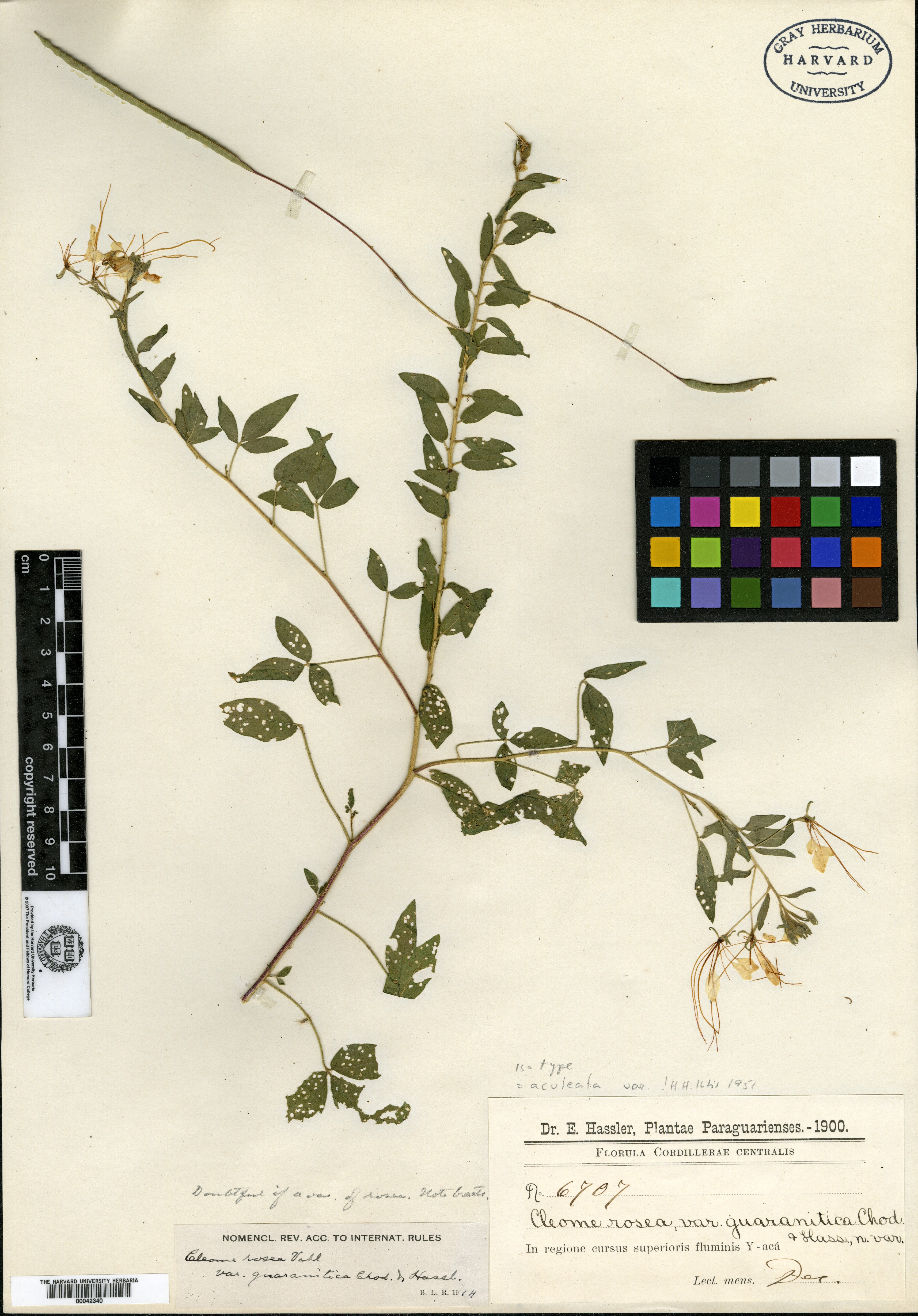 Mitostylis procumbens subsp. wrightii image