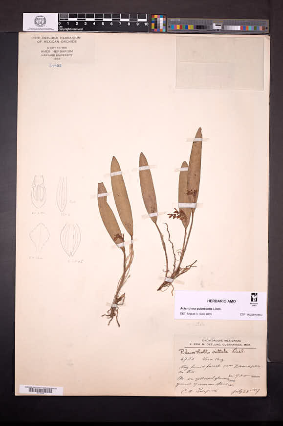 Acianthera pubescens image