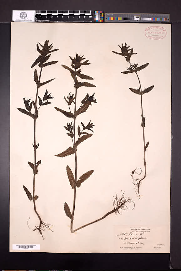 Rhinanthus minor subsp. groenlandicus image