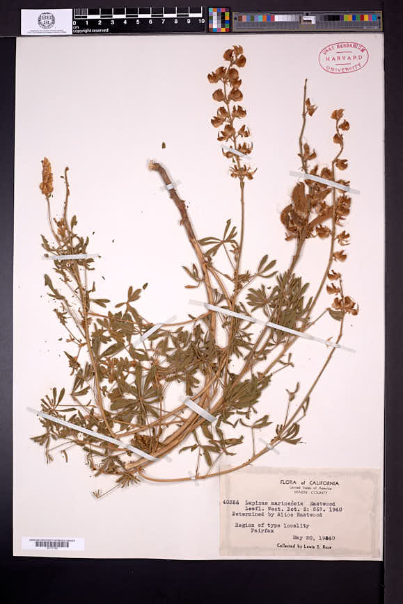 Lupinus marinensis image
