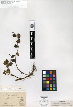 Peperomia verticillatispica image
