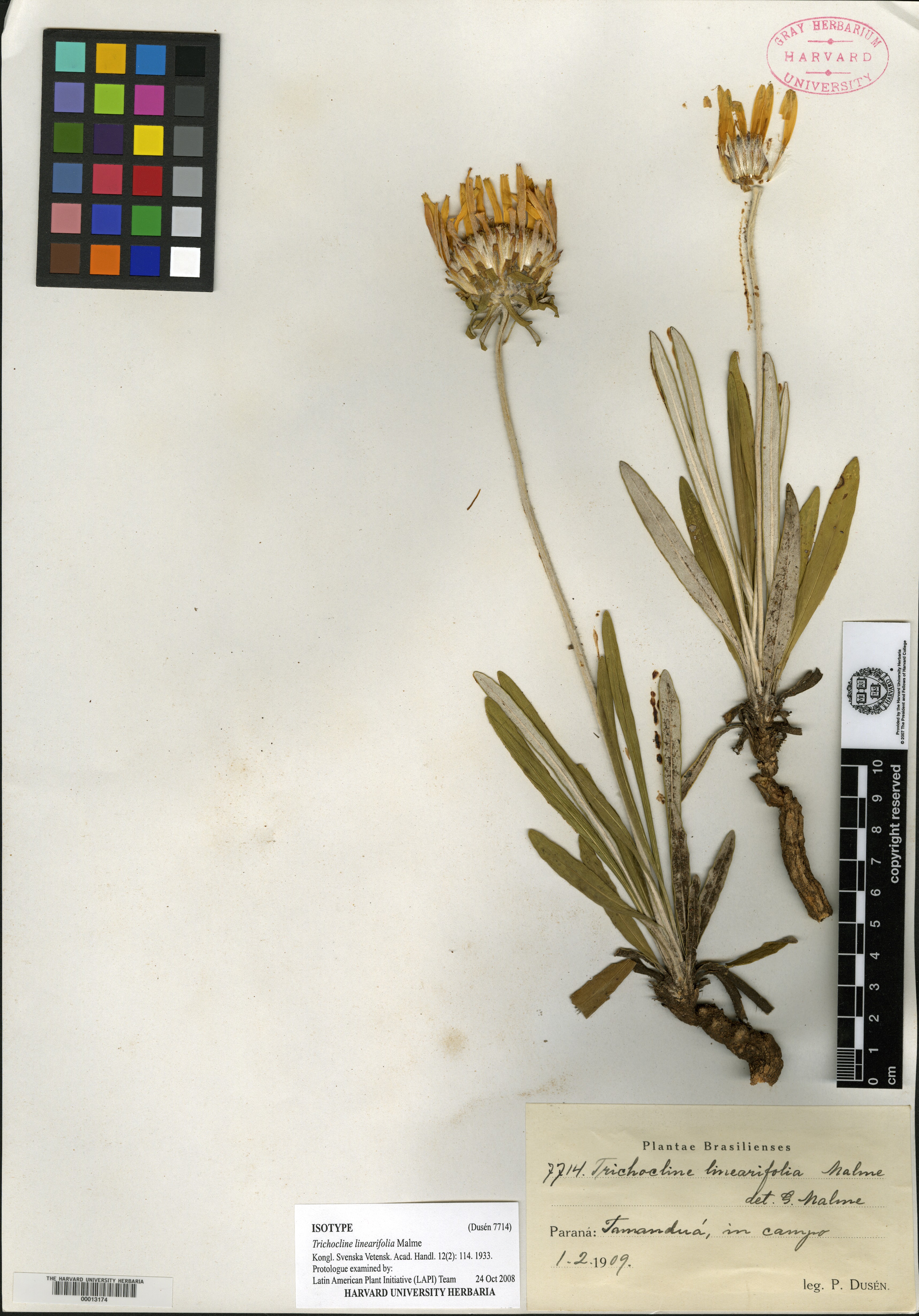 Trichocline linearifolia image