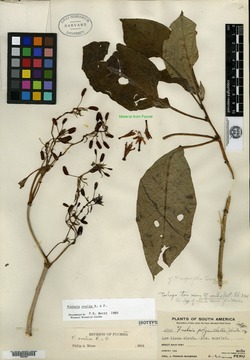 Fuchsia polyanthella image