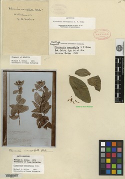Flourensia macrophylla image