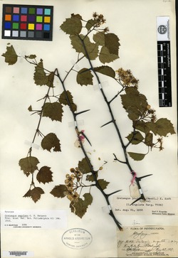 Crataegus angulata image