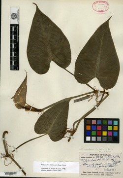 Philodendron hederaceum var. hederaceum image