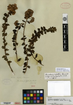 Baccharis polyphylla image