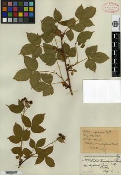 Rubus kennedyanus image