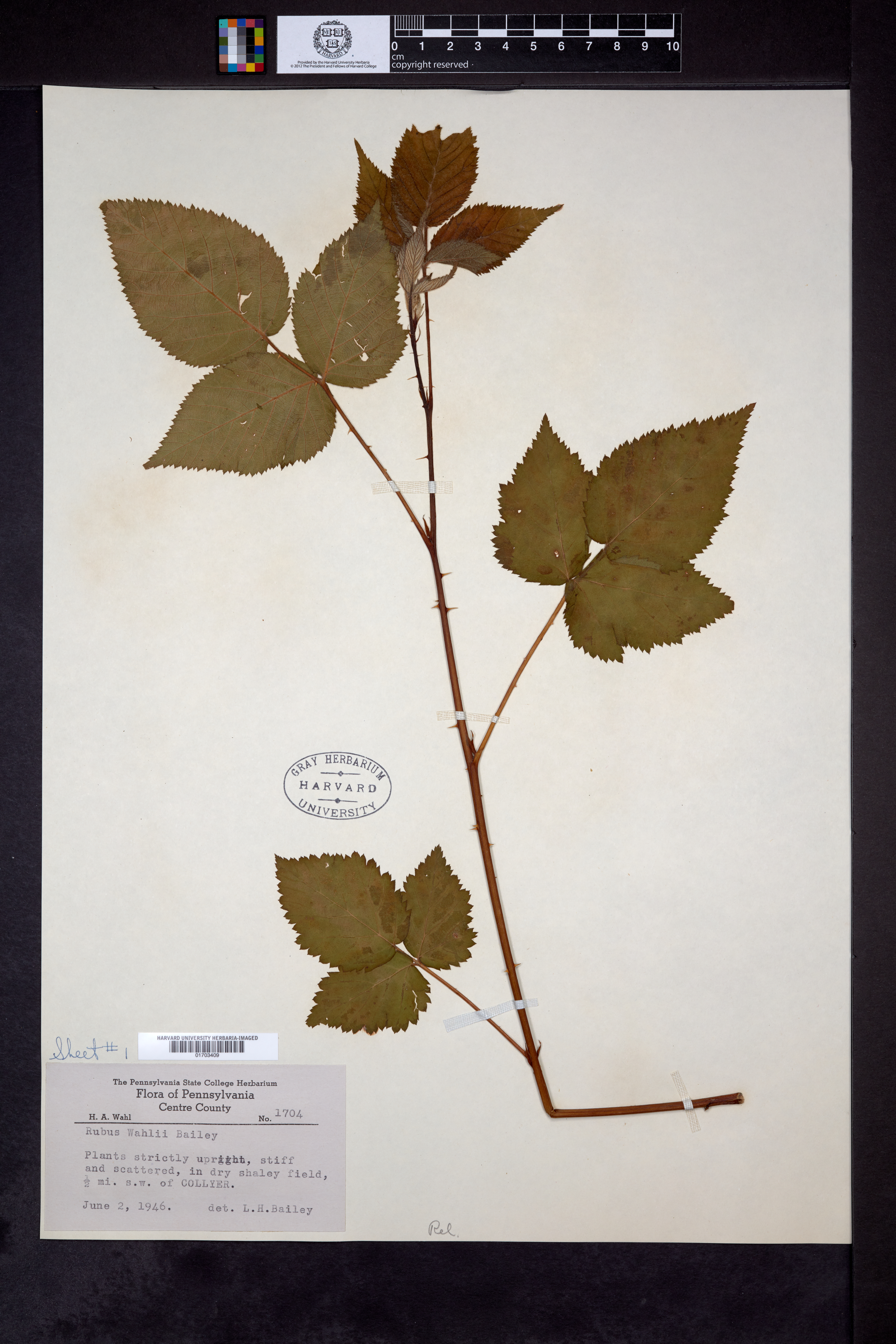 Rubus wahlii image