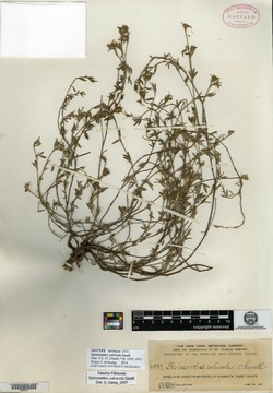 Stylosanthes calcicola image