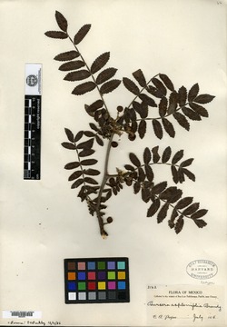 Bursera aspleniifolia image