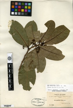 Ilex amplifolia image