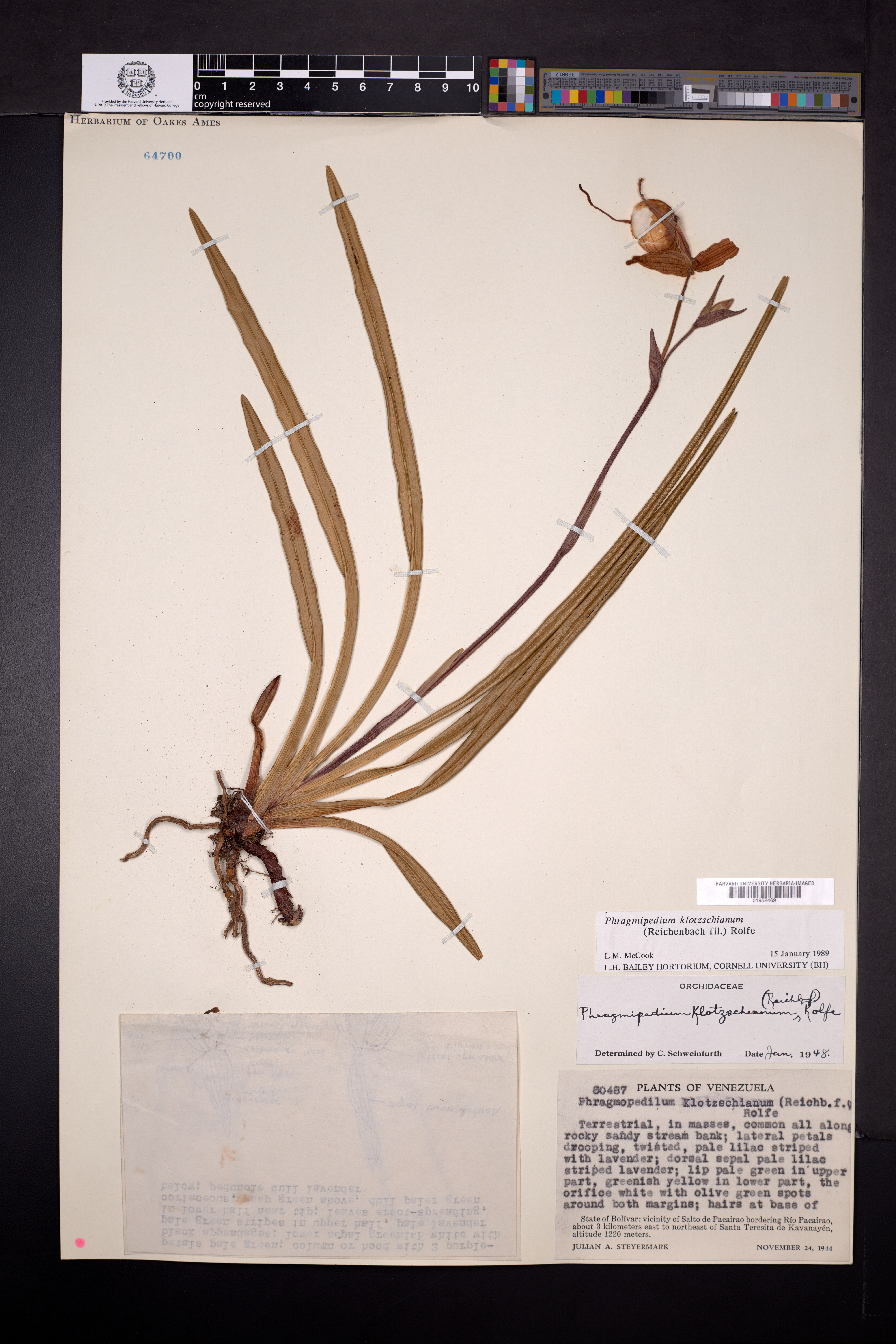 Phragmipedium klotzschianum image