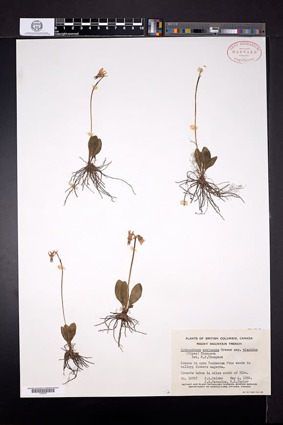 Dodecatheon conjugens subsp. viscidum image