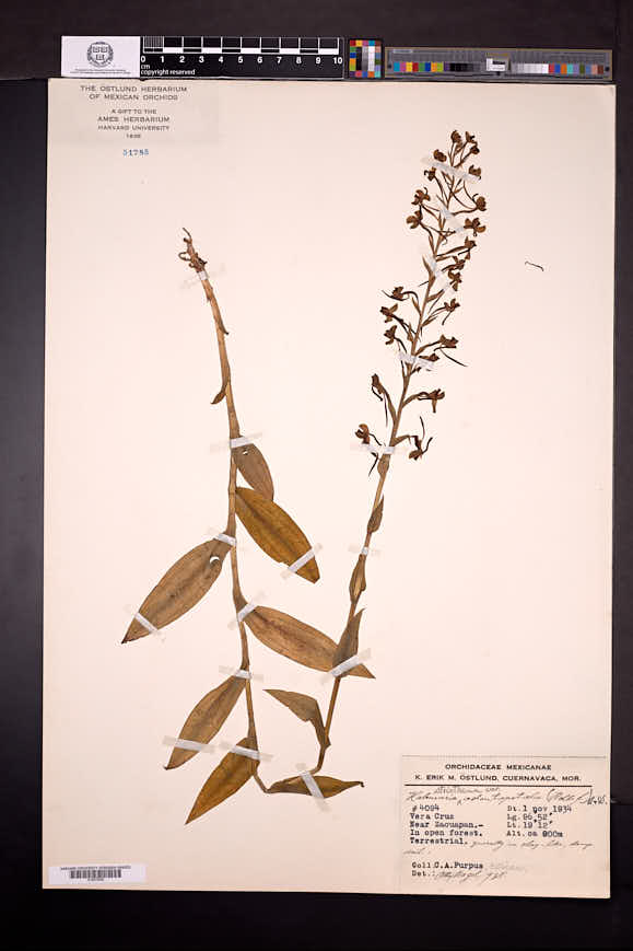 Habenaria strictissima var. odontopetala image