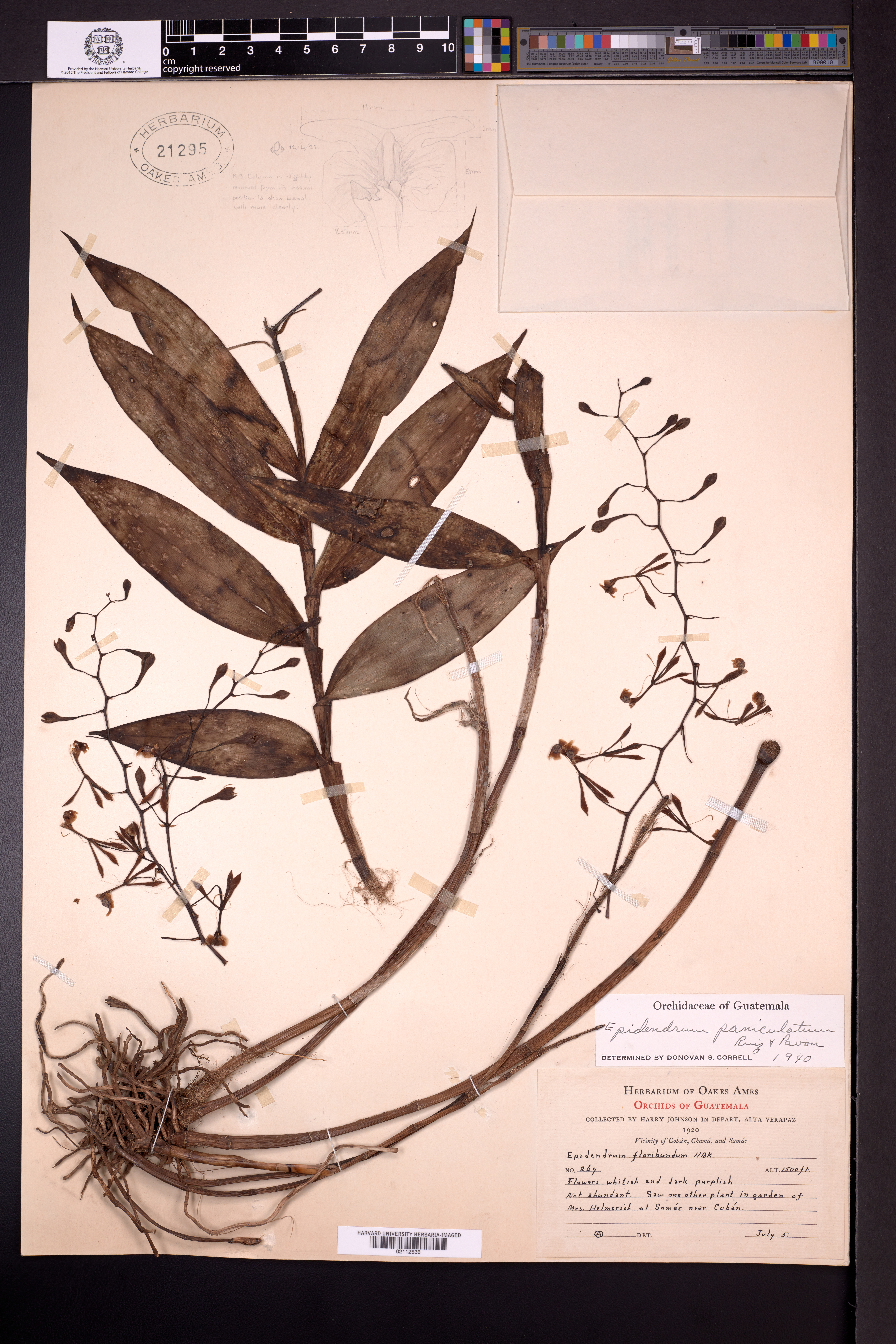 Epidendrum floribundum image