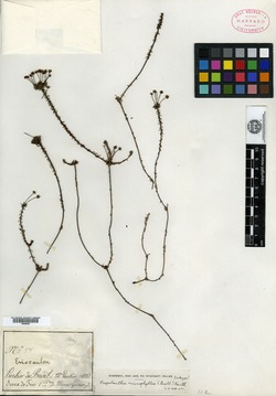 Paepalanthus microphyllus image