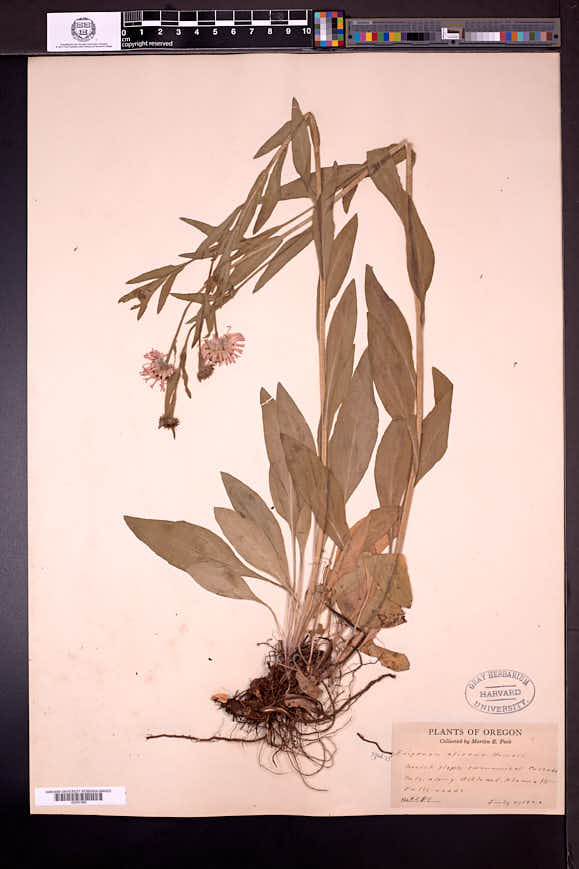 Erigeron aliceae image