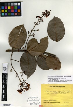 Bunchosia diphylla image