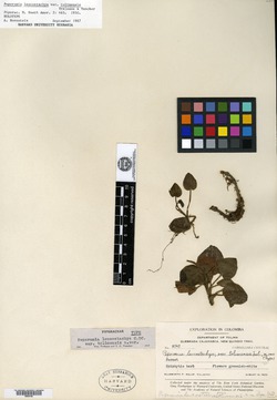 Peperomia macrothyrsa image