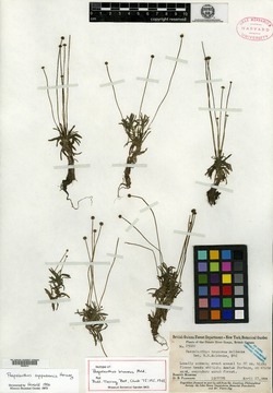 Paepalanthus oyapockensis image