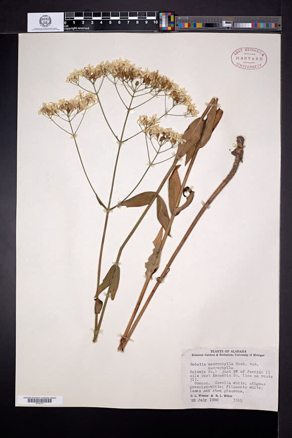 Sabatia macrophylla image