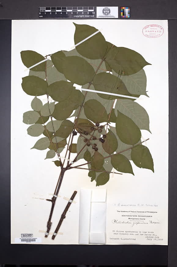 Phellodendron amurense image