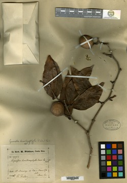 Cynometra hemitomophylla image