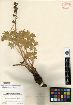 Delphinium glaucescens image