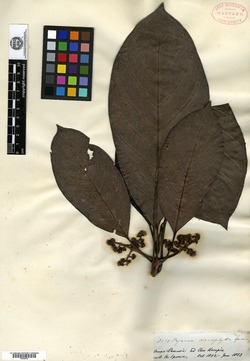 Pagamea macrophylla image