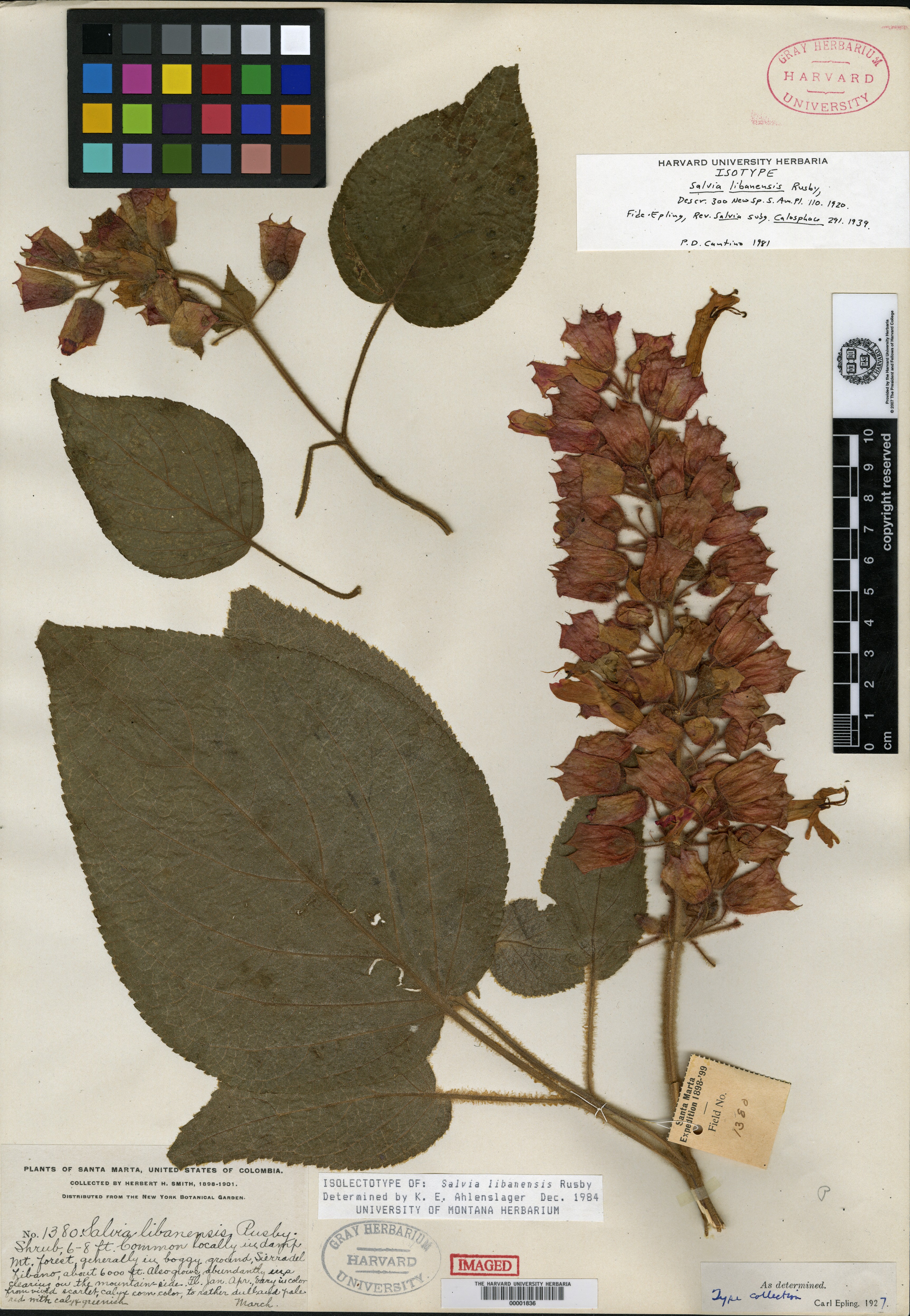 Salvia michoacana image