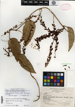 Dioscorea remotiflora var. maculata image