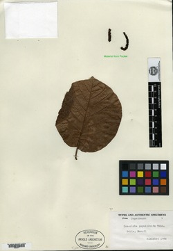 Coccoloba alnifolia image