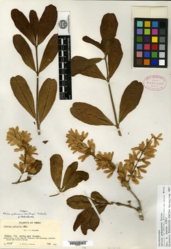 Petrea pubescens image